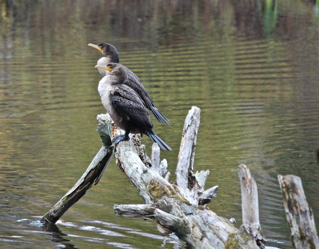167. Out on a limb. Juvenile Double Crested Cormorants by InAweofGod'sCreation is licensed under CC BY 2.0